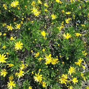 Meet your Posher, Peggy